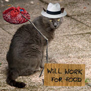 HoboCat